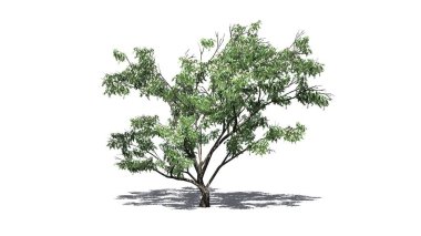 Yerlere çiçek ve gölge konmuş dikenli kanca ağacı - beyaz arka planda izole - 3 boyutlu illüstrasyon