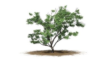 Kum bölgesine dikenli diken - beyaz arkaplanda izole - 3 boyutlu illüstrasyon