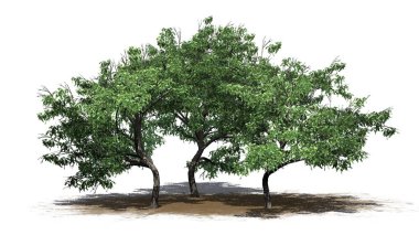 Kum üzerinde gölgesi olan bir grup Kanca Dikeni ağacı - beyaz arka planda izole - 3 boyutlu illüstrasyon