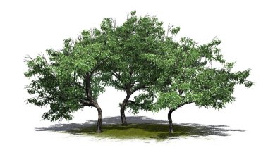 Yeşil zeminde gölgesi olan bir grup Kanca Dikeni ağacı - beyaz arka planda izole - 3 boyutlu illüstrasyon