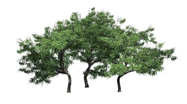 Beyaz zemin üzerinde izole edilmiş bir grup Kanca Dikeni ağacı - 3 boyutlu illüstrasyon