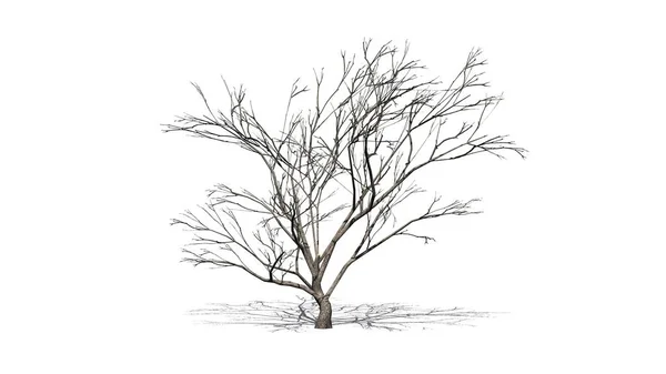 Kışın Yerde Gölgesi Olan Dikenli Dikenli Ağaç Beyaz Arka Planda — Stok fotoğraf