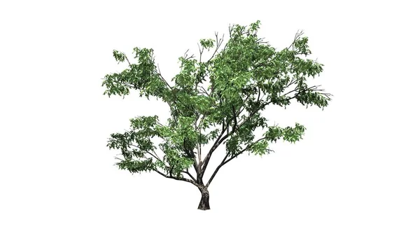 Hook Thorn Árvore Isolado Fundo Branco Ilustração — Fotografia de Stock