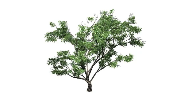 Hook Thorn Tree — 스톡 사진