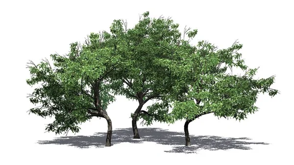 Grupo Árvores Espinho Gancho Com Sombra Chão Isolado Fundo Branco — Fotografia de Stock
