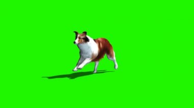 Köpek - 3 farklı Gösterim - 2 gölge ile çalışır.