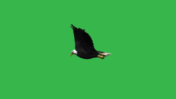 Eagle vliegen - groen scherm — Stockvideo