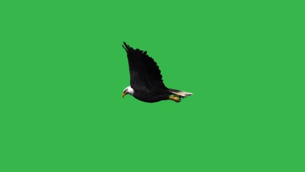 Adlerflug - grüne Leinwand