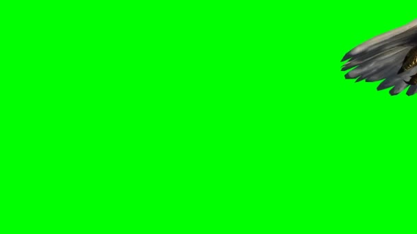 Águia voa passado - 3 visualizações diferentes - tela verde — Vídeo de Stock