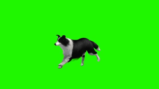 Perro corre - 3 vistas diferentes - pantalla verde — Vídeo de stock