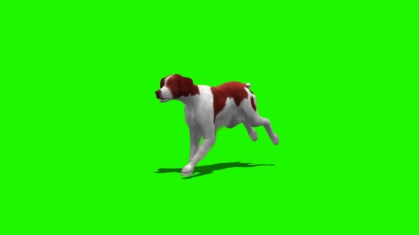 Pes běží - 3 různé názory - zelená obrazovka 1