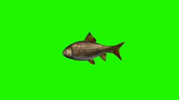 Fiska simma långsamt-3 olika vyer - grön skärm — Stockvideo