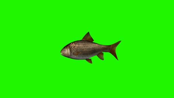 Fish swimming idle -3 different views - green screen — Stock Video