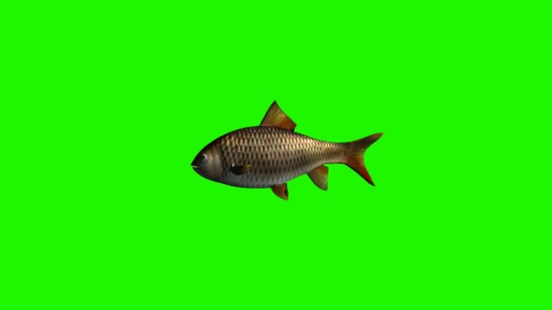 Ryba pływacka szybko - 3 różnymi widokami - zielony ekran — Wideo stockowe