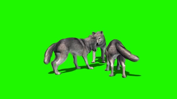 Vlci jíst - s a bez stínu 5 — Stock video