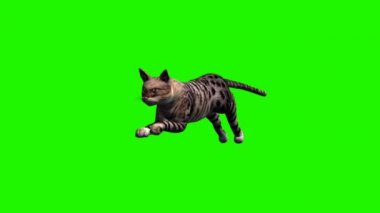 Kedi - 2 farklı görünümler - gölge çalışır.