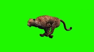 Cheetah çalışır - 3 farklı görünümler - yeşil ekran