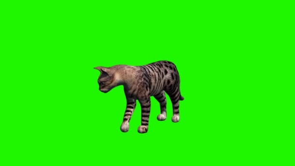 Chat au ralenti - 2 vues différentes - sans ombre — Video