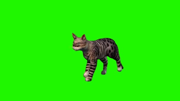 Kočka chodí - 2 různé názory - bez stínu — Stock video