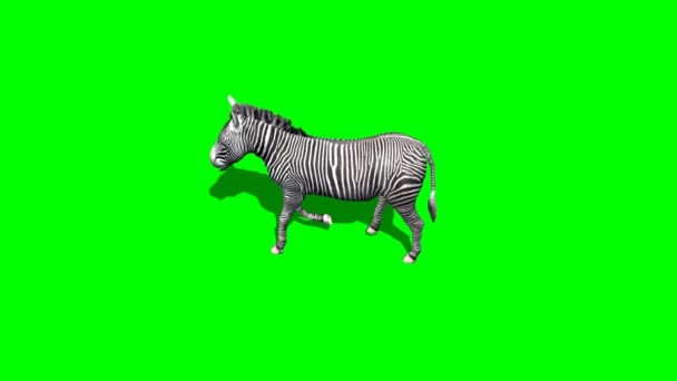 Zebra procházky - s a bez stínu - zelená obrazovka — Stock video