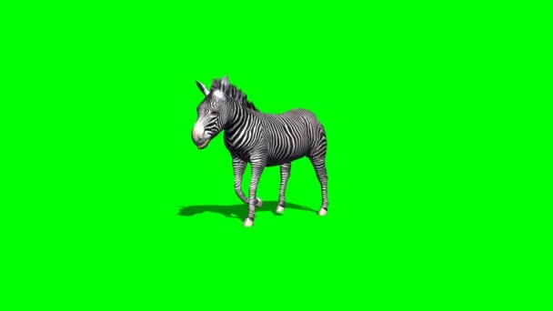Zebra camina - 2 vistas diferentes - con sombra - pantalla verde 2 — Vídeos de Stock