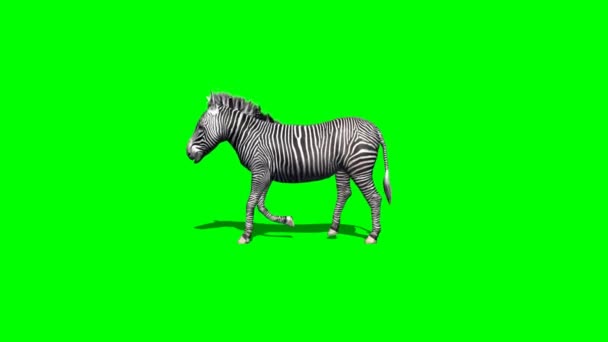 Zebra camina - 2 vistas diferentes - con sombra - pantalla verde 1 — Vídeo de stock