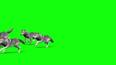 -Küçük bir grup geçer - kurtlar 4 farklı görünümler