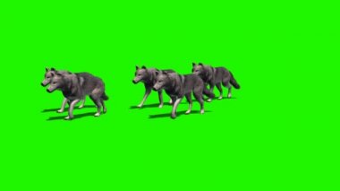 Kurt - küçük grup geçer - kamera 2 farklı görünümler