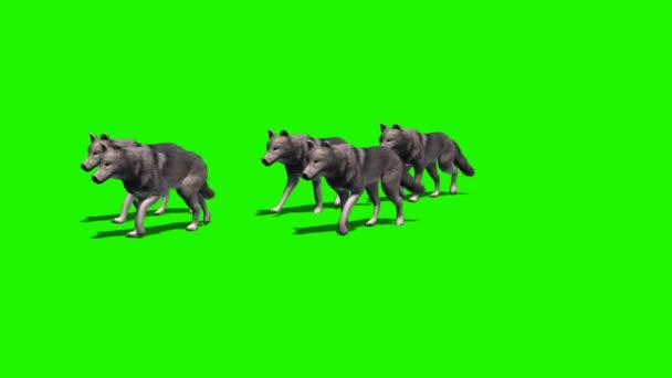 Vlci - malá skupina prochází - 2 různých názorů na kameru — Stock video