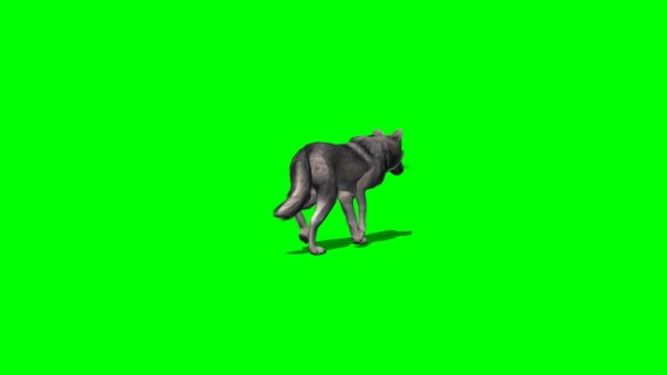 Λύκος περπατά γρήγορα - με και χωρίς σκιά - πράσινη οθόνη 3 — Αρχείο Βίντεο