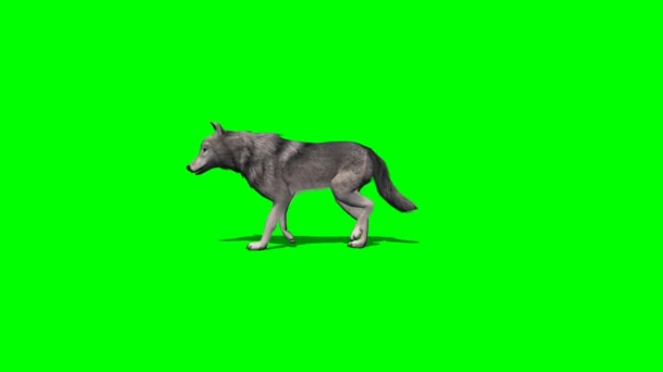 Λύκος περπατά γρήγορα - με και χωρίς σκιά - πράσινη οθόνη — Αρχείο Βίντεο