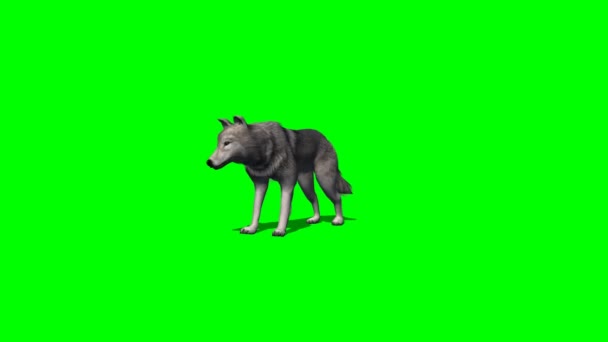 Wolf fica e olha em volta - 4 visualizações diferentes - com sombra - tela verde — Vídeo de Stock
