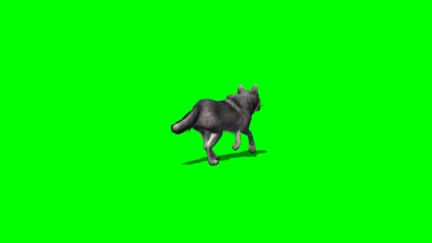 Wolf läuft - mit und ohne Schatten - Green Screen 3 — Stockvideo