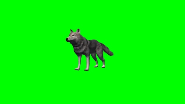 Wolf howl - 3 different views - without shadow - green screen