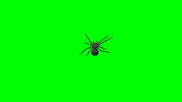 Spider runs - 3 different views - green screen — Stock Video