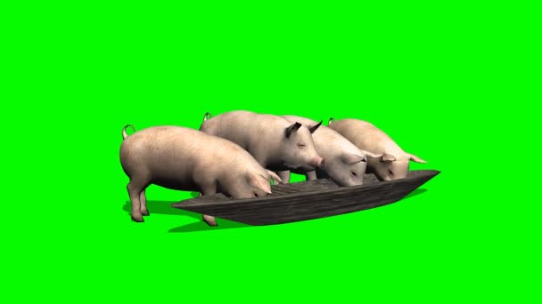 Свиньи едят из кормушки - зеленый экран 1 — стоковое видео