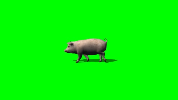 Pig runs - 2 visualizações diferentes- tela verde 2 — Vídeo de Stock