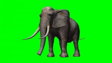 Fil etrafına bakıyor ve 2 saldırı