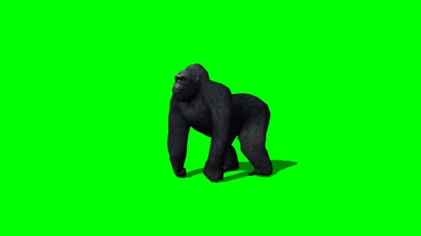 Gorilla стоїть і дивиться навколо - 2 різні види - зелений екран — стокове відео