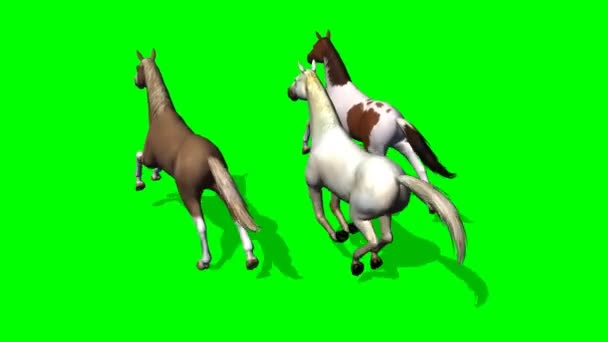 Скачущие лошади на зеленом экране 8 — стоковое видео