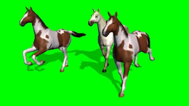 Caballos galopantes en pantalla verde 1 — Vídeos de Stock