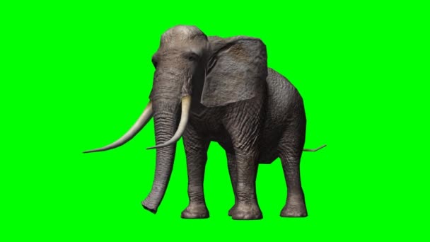 Elephant regarde autour de lui et attaque 2 