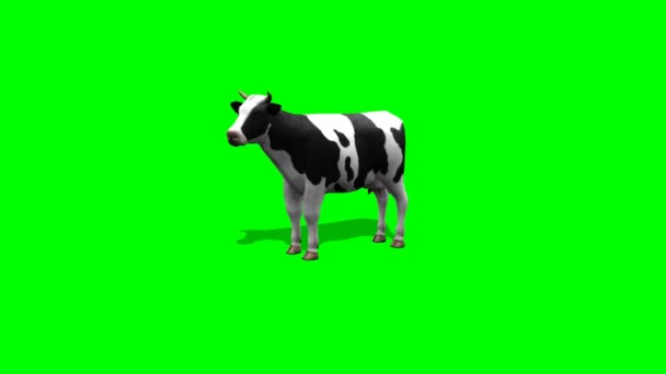 Cow stands and chews - 2 different views - green screen — Stock Video