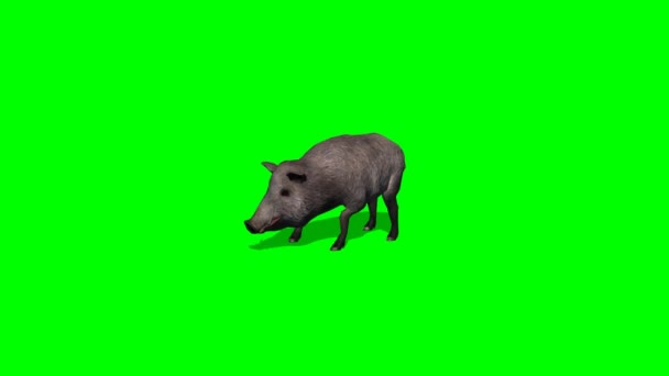 Yaban domuzu standları ve çevresinde - yeşil ekran görünüyor — Stok video