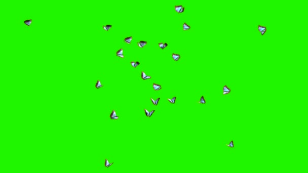 Mariposas - enjambre grande en la pantalla verde — Vídeo de stock