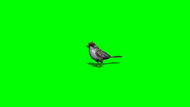 Bird sparrow jumps - 3 differnt view - green screen — Stock Video