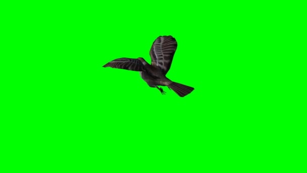 Vogel Sperling fliegt - grüner Bildschirm 2