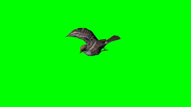 Bird sparrow is flying - green screen 1 — Stock Video