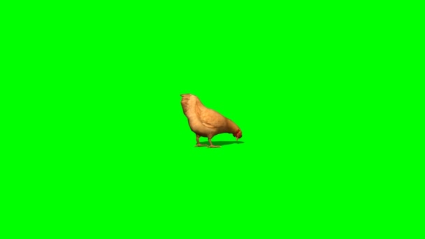 Hnědé kuře něco sníst — Stock video