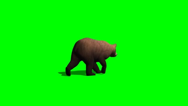 Marrone orso passeggiate — Video Stock